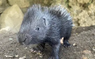 伊豆シャボテン動物公園、インドタテガミヤマアラシの赤ちゃん誕生　双子と一緒に成長中
