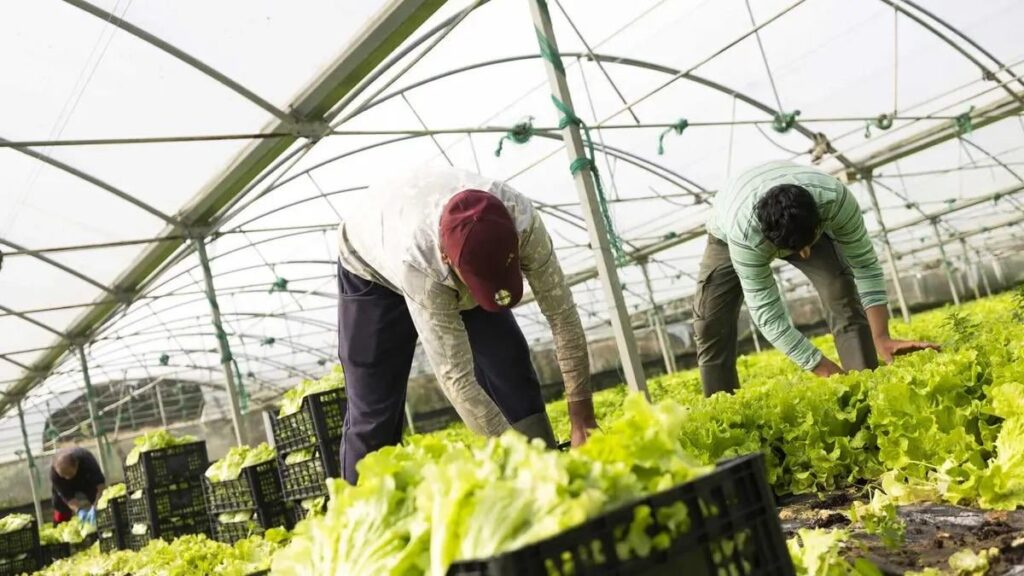 ポルトガルには多くの「強制農業」と仕事の状況が「憎むべき」と言います、と前大臣は言います