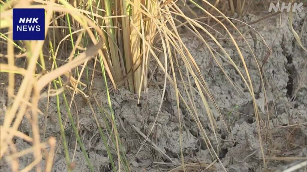 新潟 上越 農作物に被害 少雨高温続いた影響を県と市が調査 - nhk.or.jp