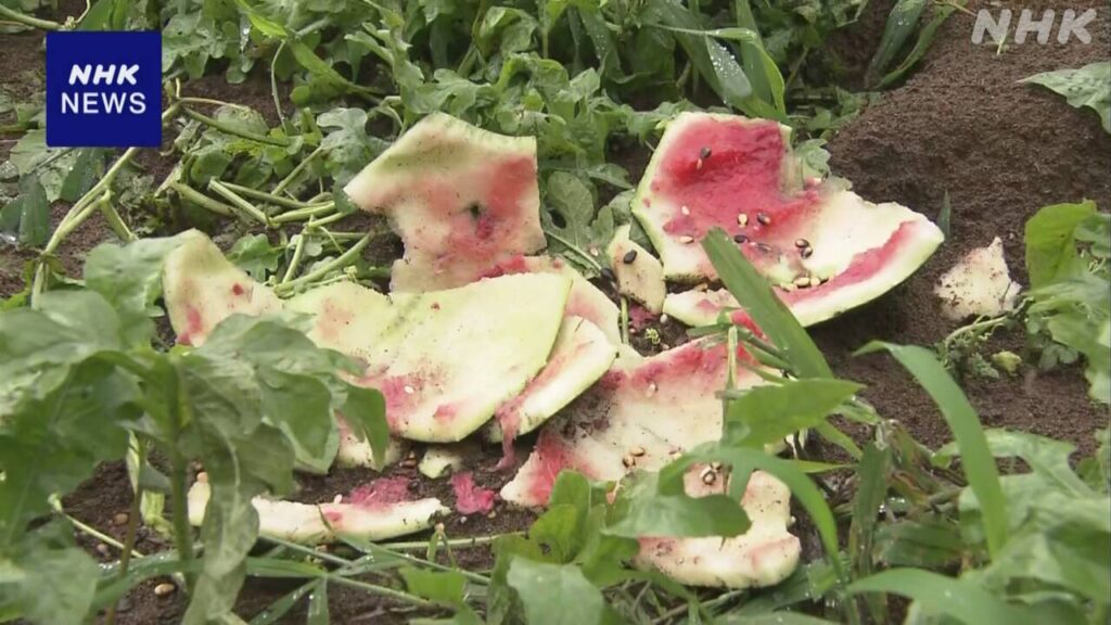 スイカ約100個 ヒグマに食い荒らされたか 北海道 江差町 - nhk.or.jp