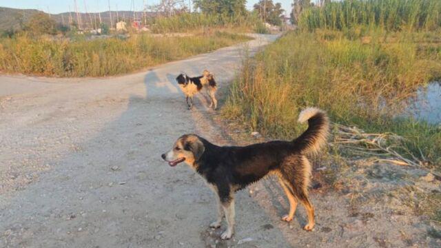女性はマグネシアの野良犬に攻撃されました - 助けを求めて叫んだが、誰も彼女を助けなかった