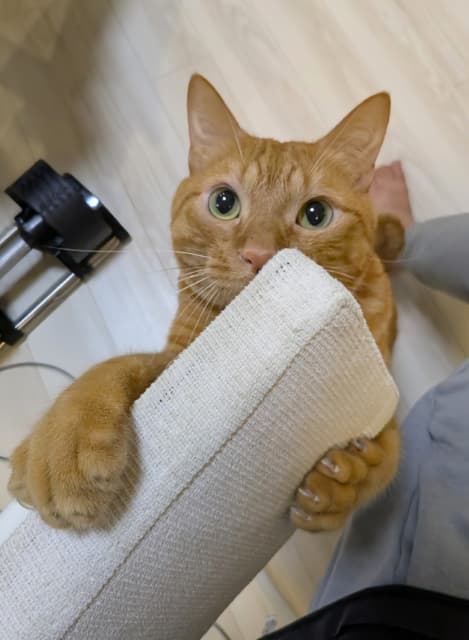 「今日は #世界猫の日」松丸亮吾が猫の日にちなんで愛猫の写真をシェア | 話題の投稿 | スポーツブル (スポブル)