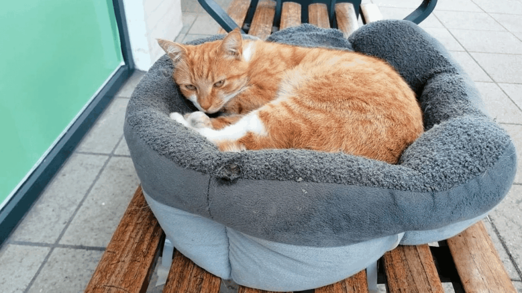 猫の赤アランは死んでいるのが発見されました