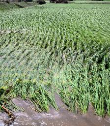 秋田で大雨、住宅１７棟に浸水  - Miyanichi e-press