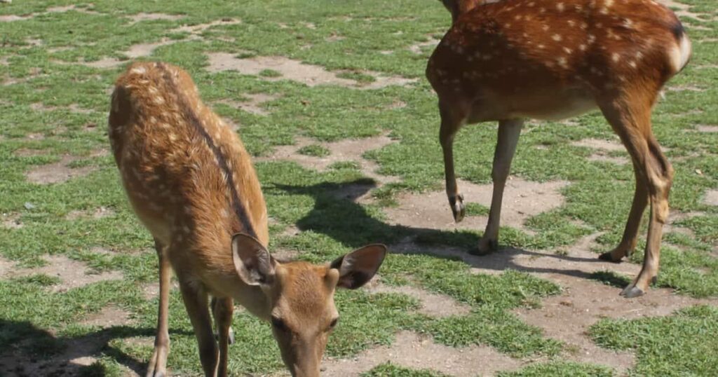 鹿せんべいも増加の一因？ 奈良のシカ過去最多の1465頭、交通事故も増加