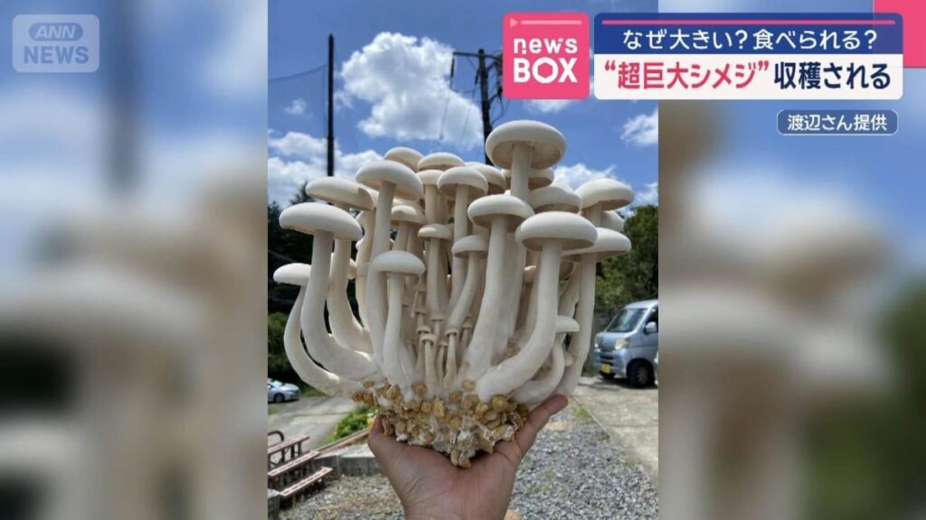 “超巨大シメジ”収穫される なぜ大きい？食べられる？