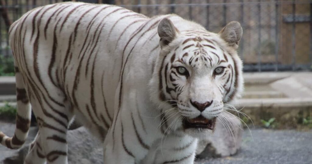ホワイトタイガー「カーラ」20歳で天国へ 東武動物公園が献花台「人間なら100歳」