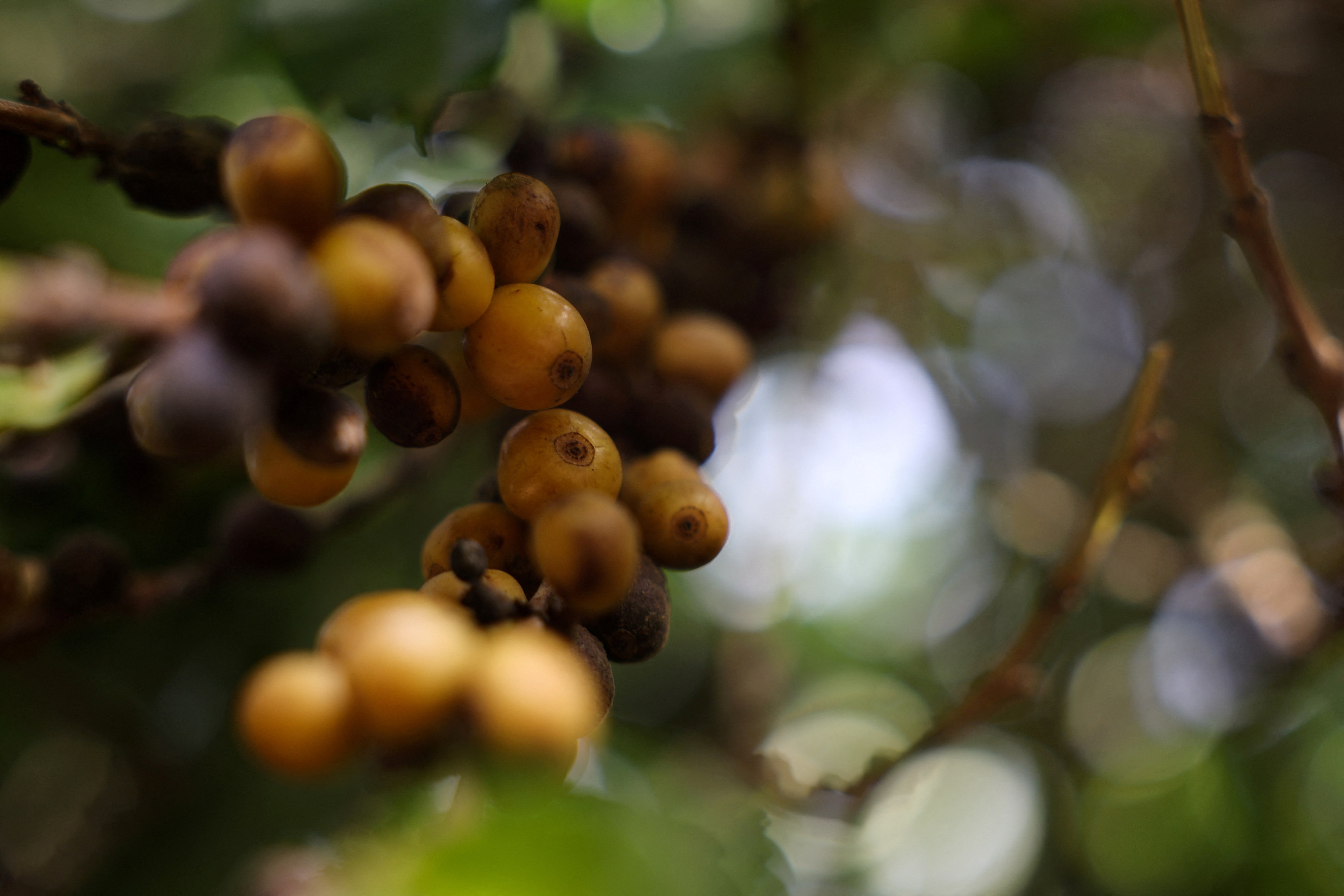 アングル：ブラジル産コーヒー豆にもトランプ関税50％、輸出先は中国などへ大シフトへ