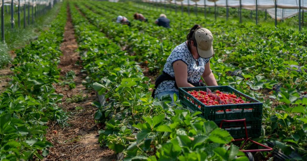 Spain: Migrant fruit pickers in Huelva allegedly subjected to "appalling" working & living conditions