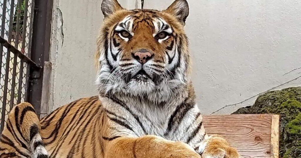 国内最高齢トラ、老衰で死ぬ 雌の20歳「未桜」 長野・須坂市動物園