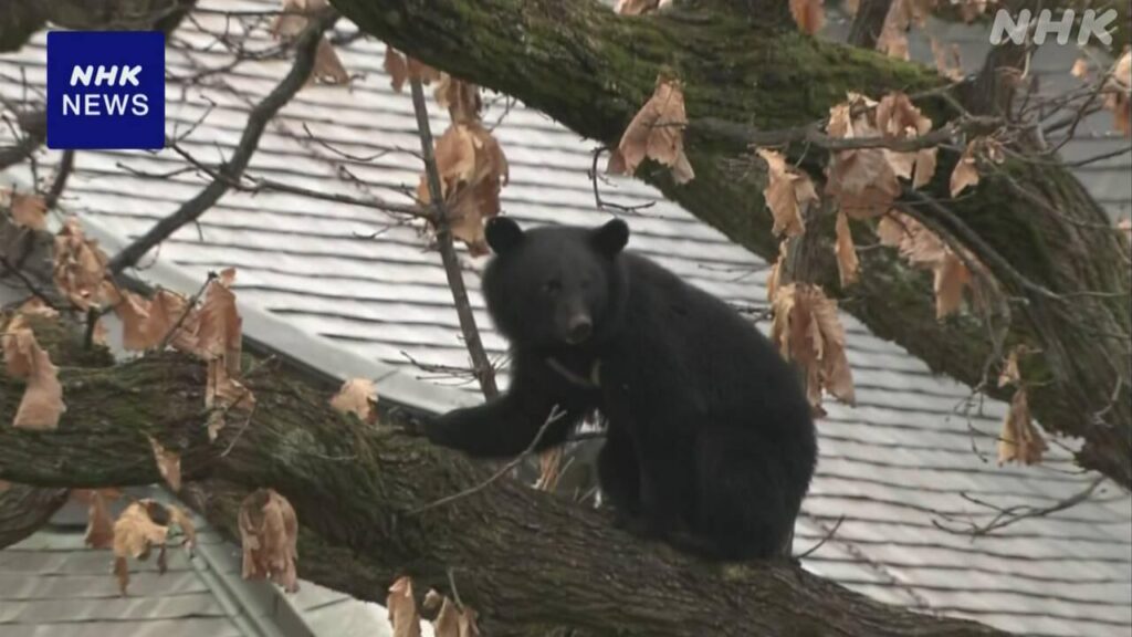 クマ被害 過去最多と同水準に 全国でけがや死者55人に