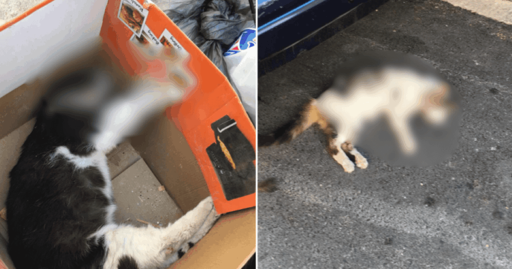 猫の殺人者が逮捕された疑いがありました