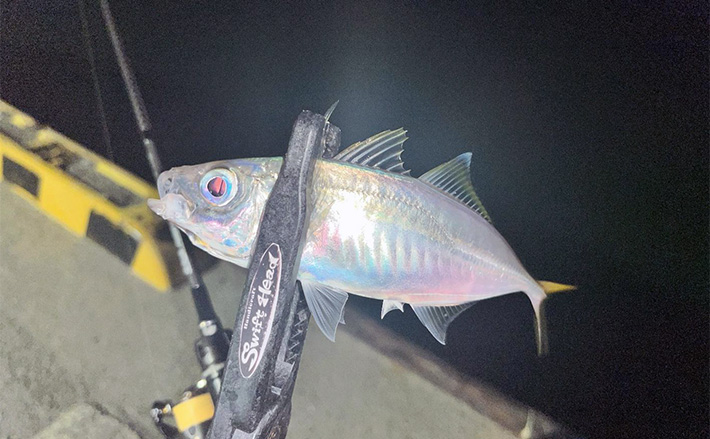 紀北エリアのライトゲームで20cm級アジをキャッチ【和歌山】常夜灯周りでヒット！