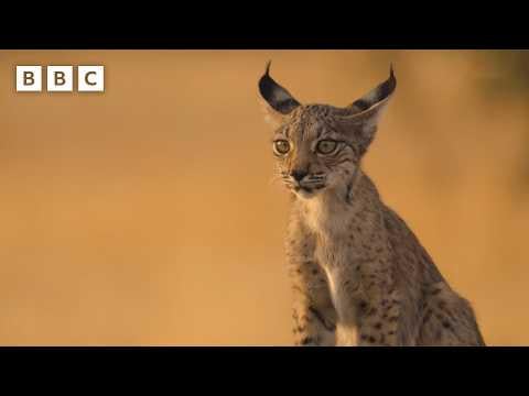 イベリアのリンクの子猫は、放棄された農場に避難所を見つけます