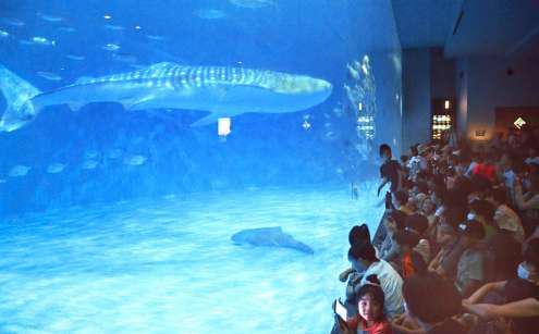 水族館の人気者、大海原へ戻る間際の悲劇――ジンベエザメ・10代目ユウユウ いけすの網に絡まる 死因は循環不全と呼吸不全 かごしま水族館