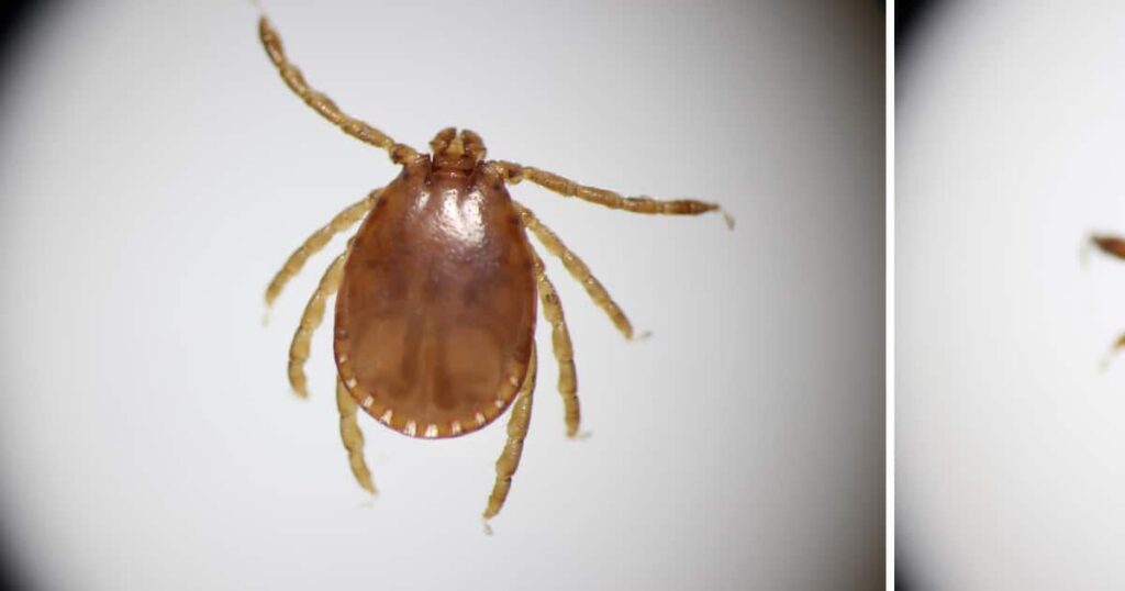 マダニ感染症、茨城初の感染者 70代男性が意識不明の重体 北海道でも確認、全国に拡大