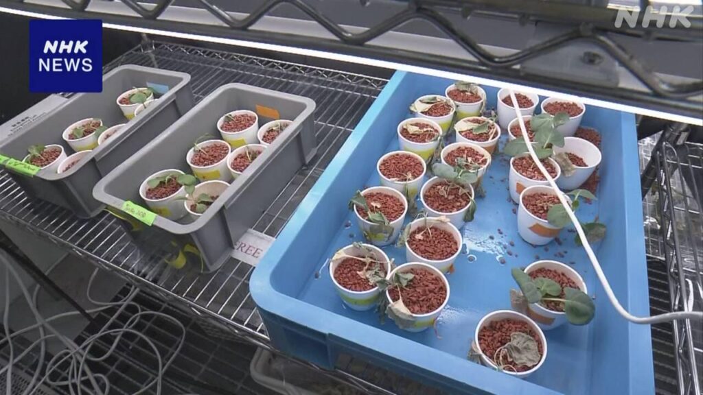 野菜に“エタノール”与え気温高い環境でも成長させる研究進む