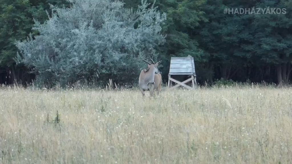 ハトヴァンパスタのサファリンのクワッド警察