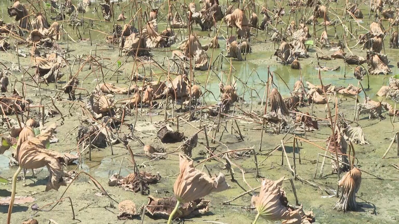 岡山県管理の防潮水門が破損し海水が川に流入　周辺の農作物が枯れる　倉敷市 | KSBニュース | KSB瀬戸内海放送