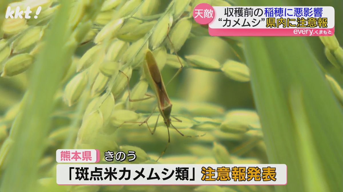 「一番いやな虫」コメの天敵“カメムシ”急増で熊本県が注意報発表