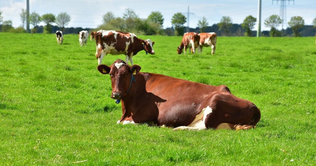 New Zealand: Southland dairy farm found to have previously exploited Indonesian workers hit with more fines for obstructing investigations