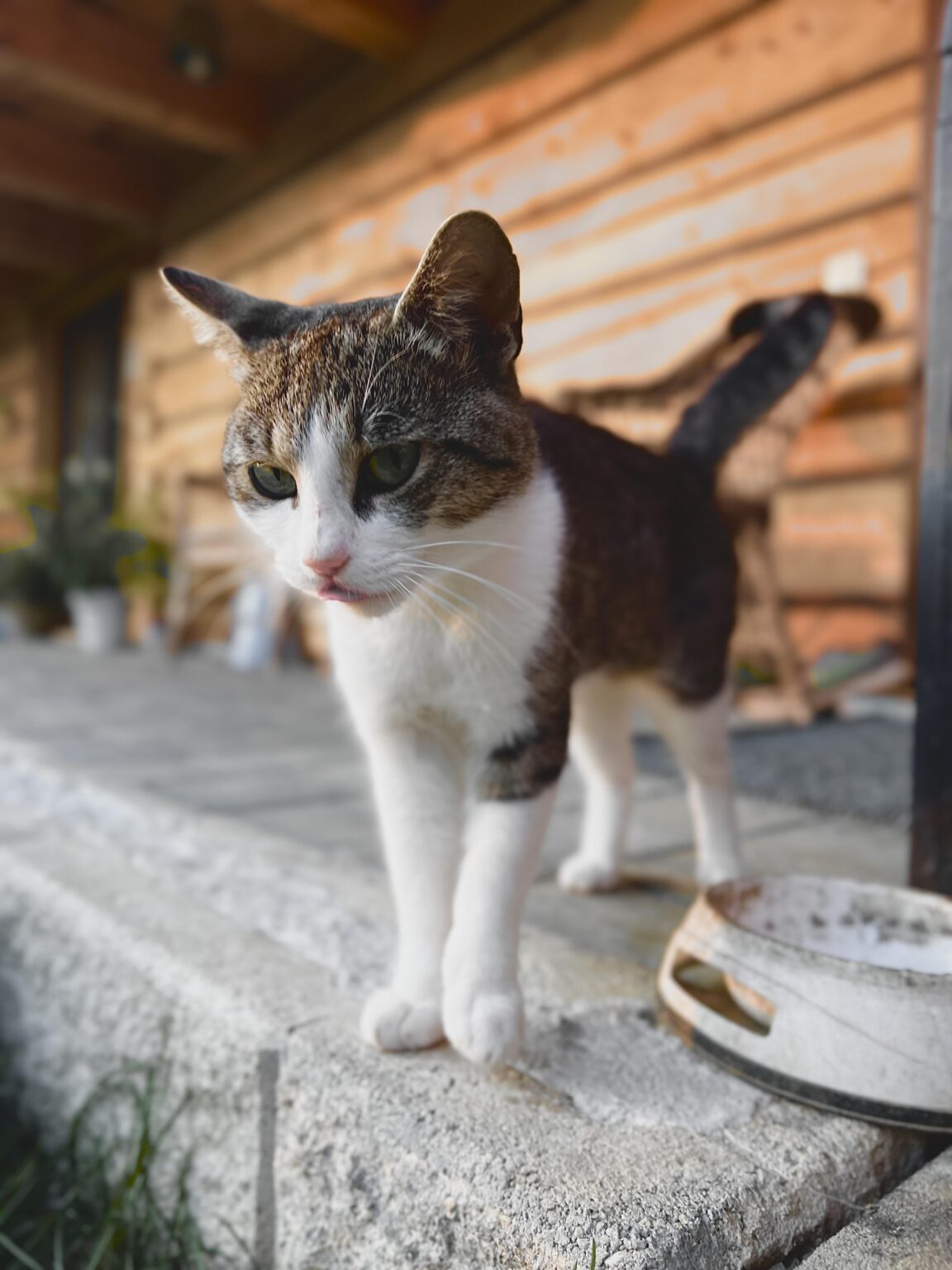 あなたのカブスの場合