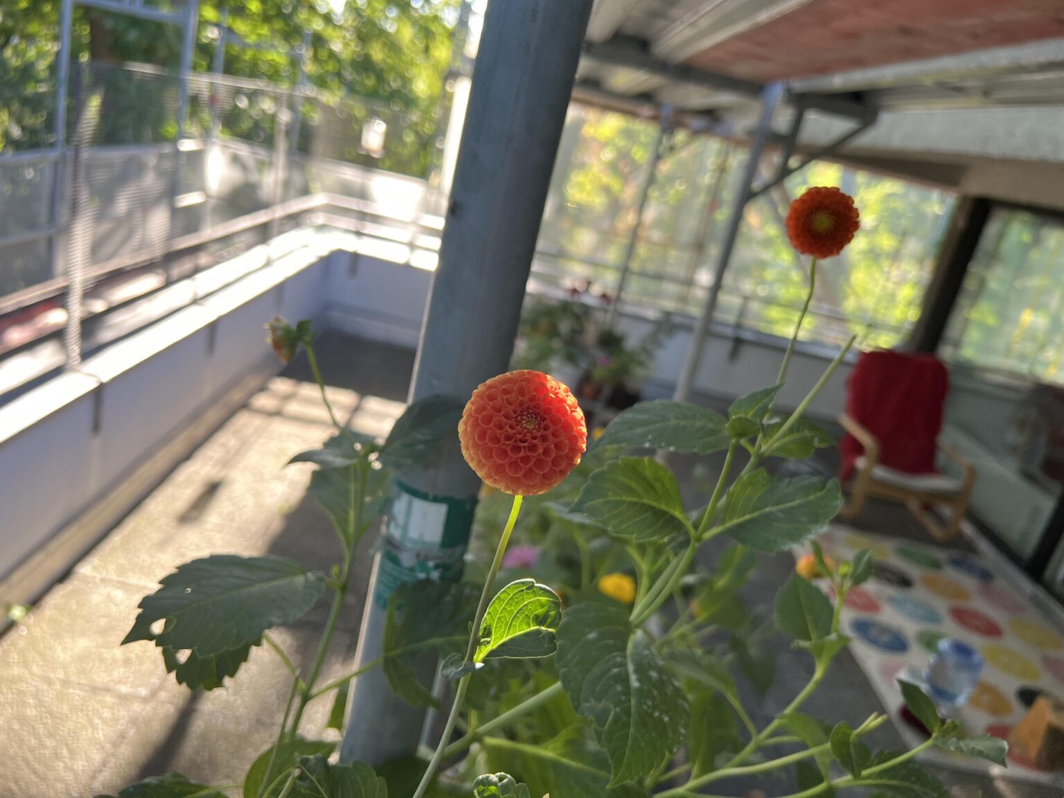 今どこに植物を飼っていますか？