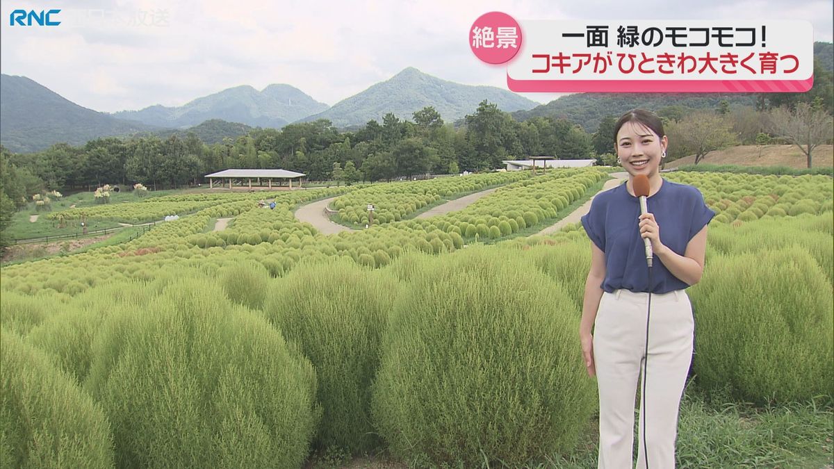 鮮やか！6000株のコキアが見頃　国営讃岐まんのう公園