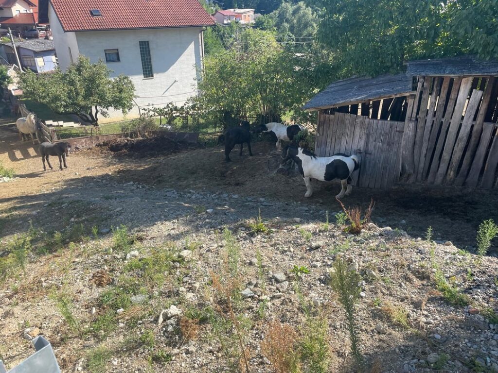 Konji Lufchu、Zagreb、GornjaKustošija