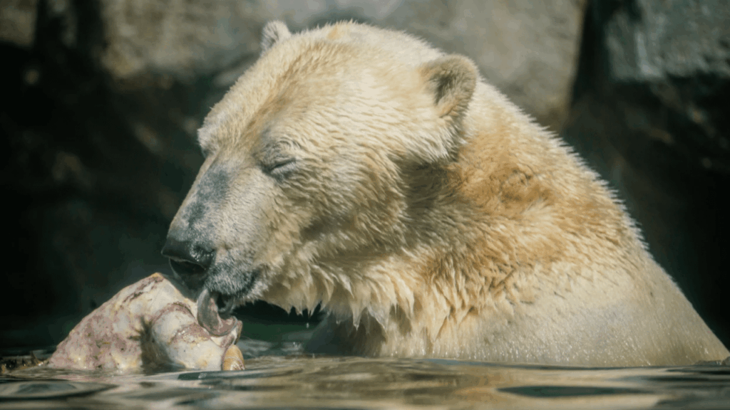 あなたのペットはすぐにここから行きますか？それからホッキョクグマはそれを食べます - アールボルグ動物園はあなたのペットを歓迎します、それは価値のあるさようならを与え、捕食者に餌を与えます