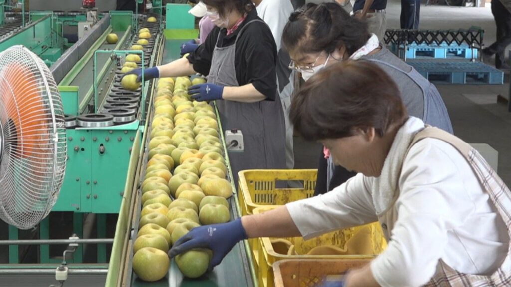 香川県最大の梨の産地・観音寺市豊浜町で「ホウナンの梨」の出荷始まる　高い糖度とシャキシャキ食感が特徴 | KSBニュース | KSB瀬戸内海放送