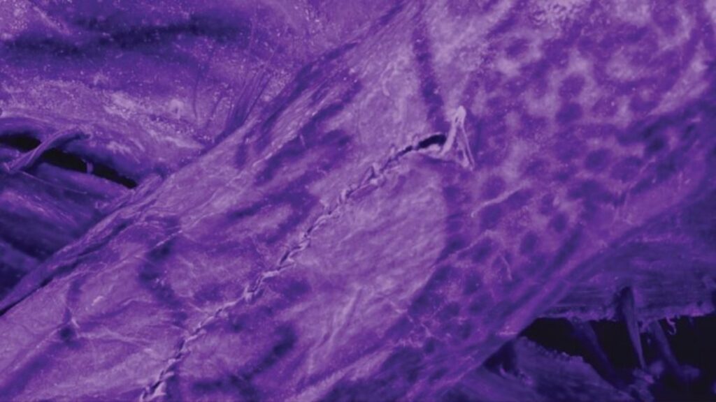 ２０００年前のミイラに施された精巧なタトゥー、新たな画像技術で明らかに - CNN.co.jp