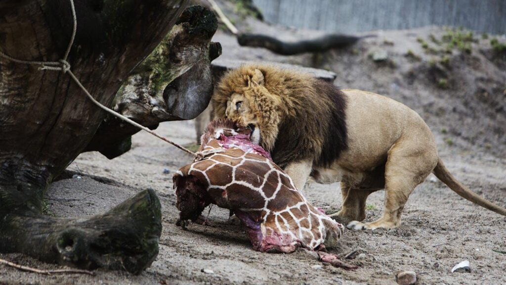 デンマークの動物園は、人々にペットを飼料として届けるように頼んだ後、世界中を回ります。キリンのunningマリウスの殺害は痕跡を残しました。