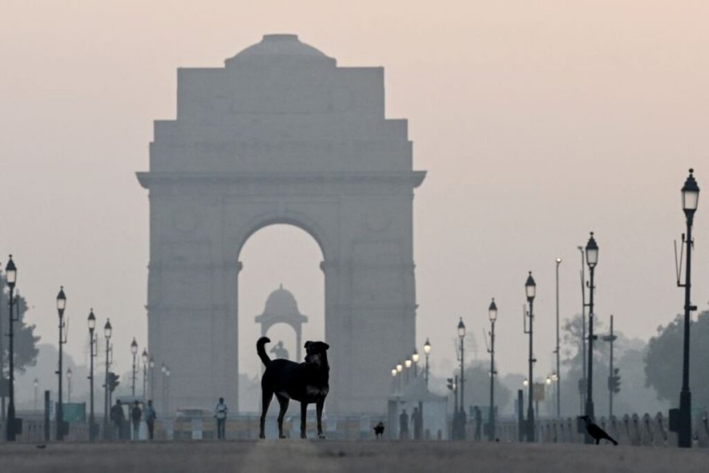 ６２００万匹もの野良犬を抱えるインド、狂犬病の恐怖と動物愛護のはざまで葛藤 - CNN.co.jp