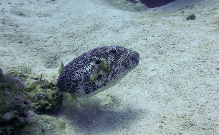 東ヨーロッパの『黒海』にフグが初めて侵入 猛毒に戦々恐々 | TSURINEWS 東ヨーロッパの『黒海』にフグが初めて侵入 猛毒に戦々恐々