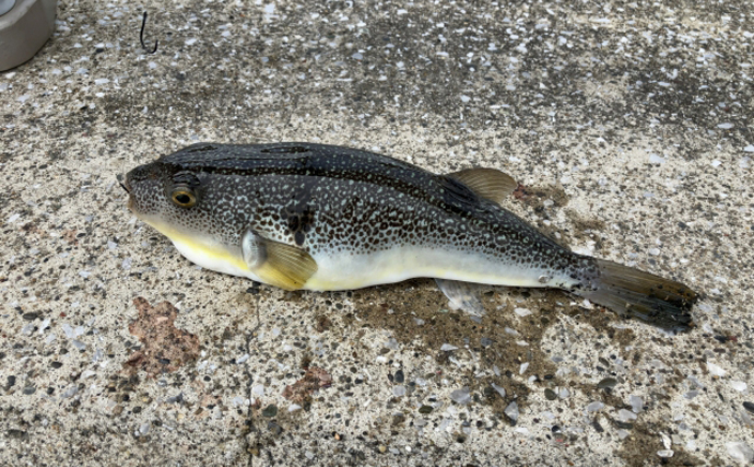 東ヨーロッパの『黒海』にフグが初めて侵入　猛毒に戦々恐々