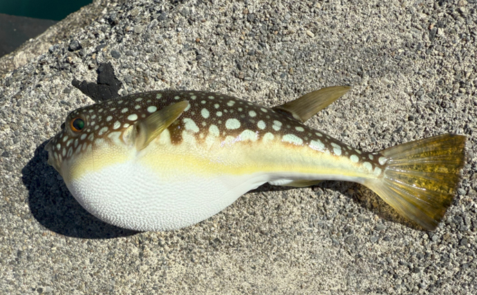 東ヨーロッパの『黒海』にフグが初めて侵入　猛毒に戦々恐々