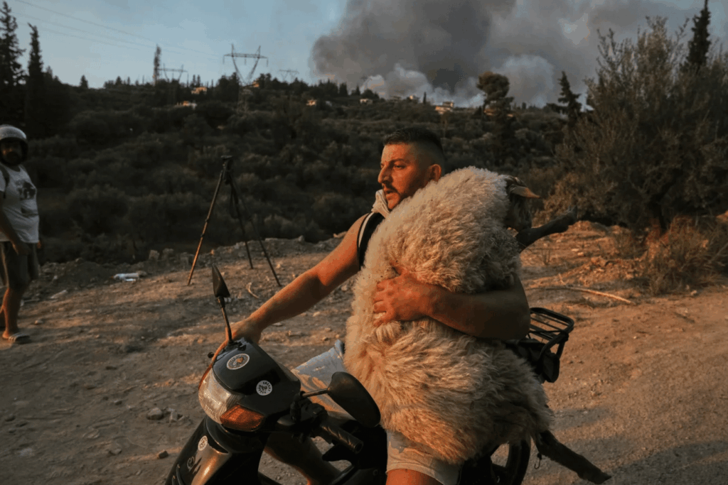 ギリシャのパトラスでの山火事中に、オートバイに羊を運んでいるアルバニア人。