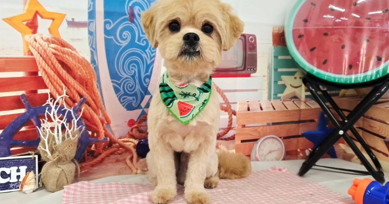 (( 2025.08.01 )).本日初めてご来店のモデルくん🐶🐾⁡トリミング中大人しく最後まで頑張ってくれました！いつもご来店頂き有...（2025.08.01） | 福島市のトリミングサロン 犬の美容室Poo（プー）│トリミング・ペットホテル・南福島・ペット