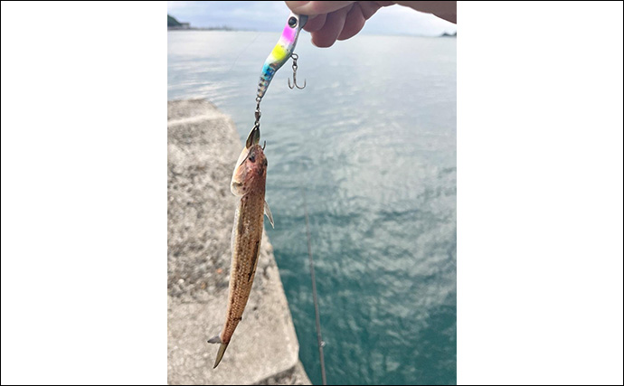 紀北エリアのライトゲームで20cm級アジをキャッチ【和歌山】常夜灯周りでヒット！