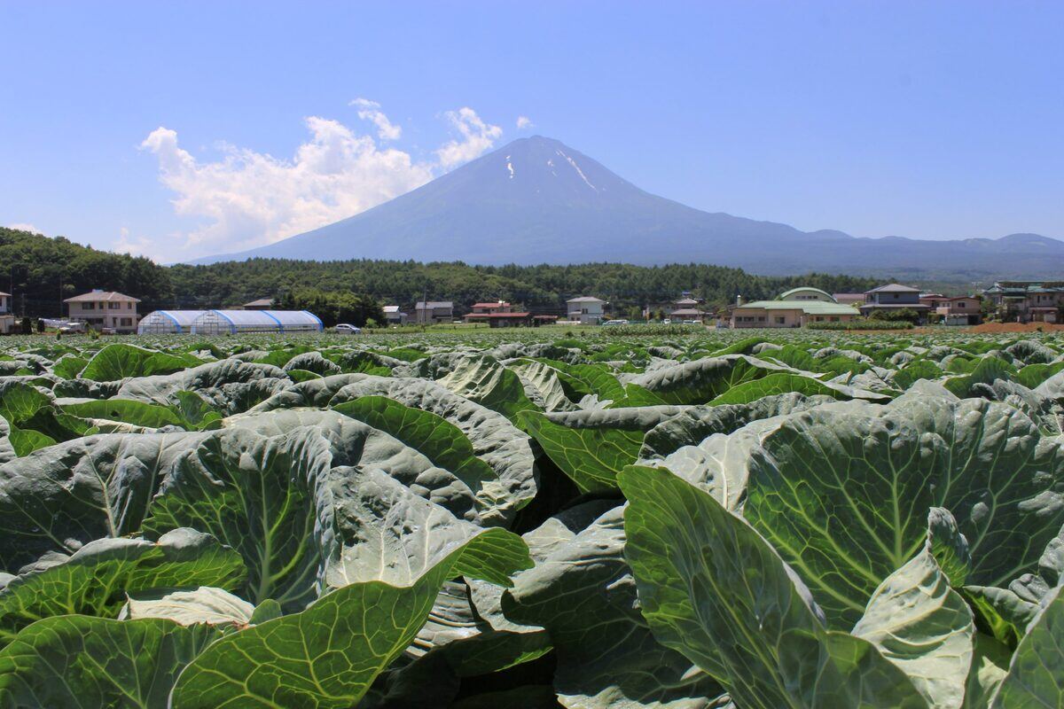 山梨県鳴沢村産のおいしい野菜が大集合! 「なるさわ収穫祭」の魅力とは? 村の味覚はふるさと納税返礼品でも