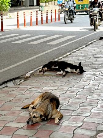 「全ての野良犬を収容せよ」 インド最高裁、狂犬病対策で | | 全国のニュース