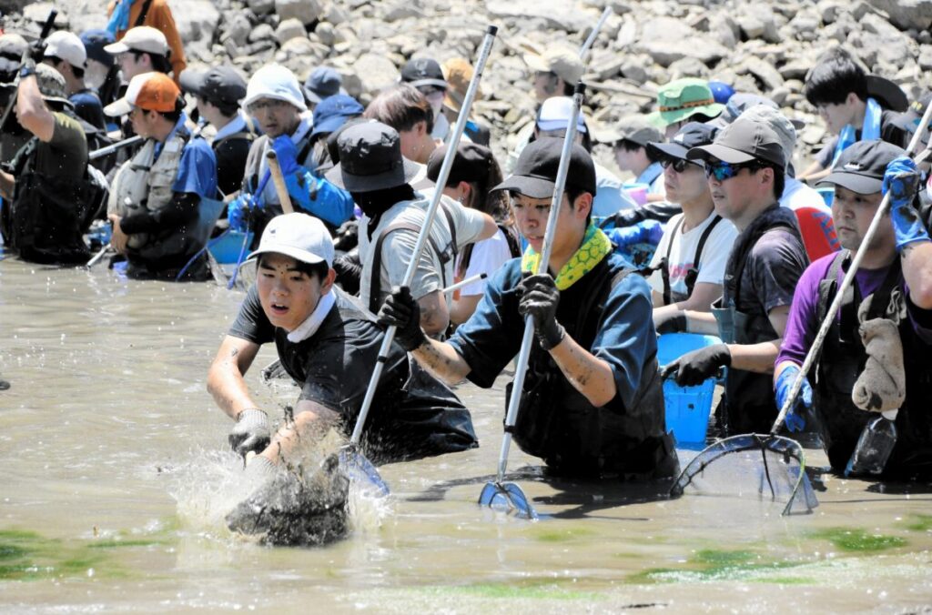 福井城址のお堀の水、全部抜いてみたら… コイやブルーギル、2076匹の水生生物を捕獲 坤櫓の復元工事に伴い | 社会 | 福井のニュース - 福井新聞社