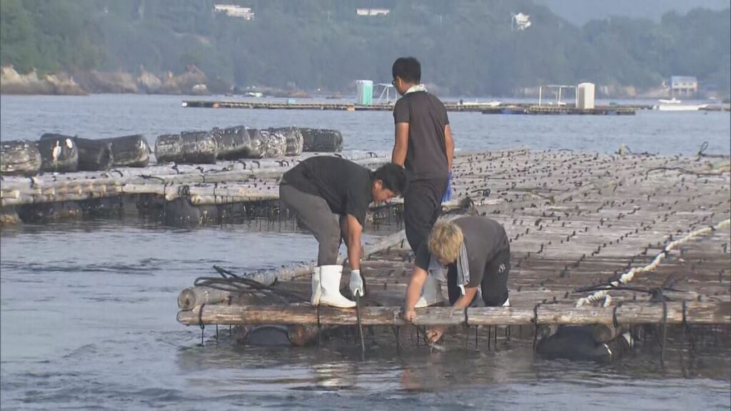 津波被害の“カキ養殖いかだ” 三重県が復旧支援へ 一見知事「津波の影響はあなどれない」 作業費用4割負担 | 名古屋・愛知・岐阜・三重のニュース【CBC news】 | CBC web - TBS NEWS DIG