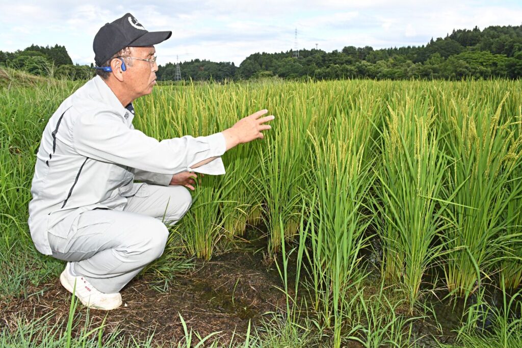 青森に20日ぶりの雨 一時は警報も｜青森県｜青森ニュース｜Web東奥 - 東奥日報社