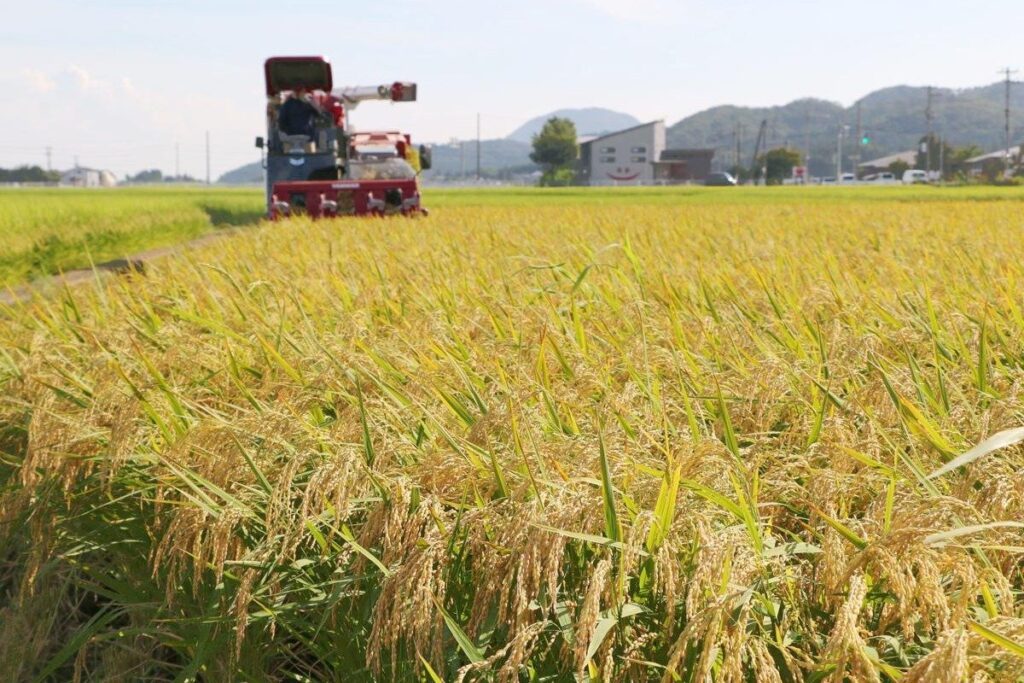 新潟県開発の高温に強い極早生米、「順調に栽培できた」品質や収量に期待感、2026年産米から一般栽培と販売へ - 新潟日報デジタルプラス
