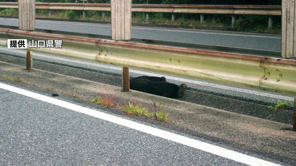 「熊とぶつかった」高速道で乗用車がクマと衝突、安全のためひと晩高速道が通行止めに…翌朝クマが死んでいるのを確認 山口・中国道 | TBS NEWS DIG - TBS NEWS DIG