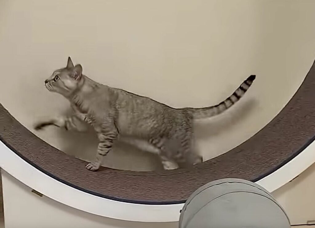 12歳の猫さんがキャットホイールで全力ダッシュ　「アフリカの草原を走ってるよう」「美猫様はちがう」と称賛の声集まる 「さすが！運動神経抜群ですね」の声 | LIMO | くらしとお金の経済メディア