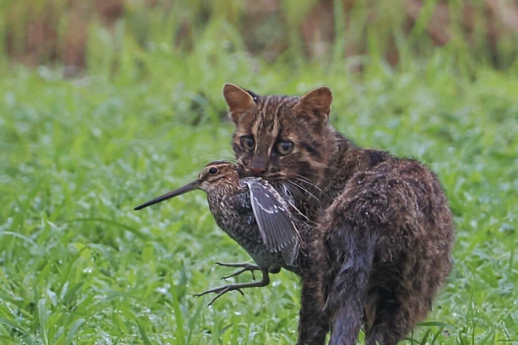 【長崎県】絶滅危惧種・ツシマヤマネコの狩りの瞬間　「自然の摂理」を感じる強烈な1枚が話題 | LIMO | くらしとお金の経済メディア