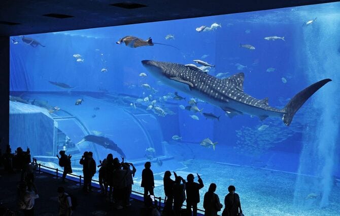 来場者と巨大水槽 「美ら海」再現に試行錯誤